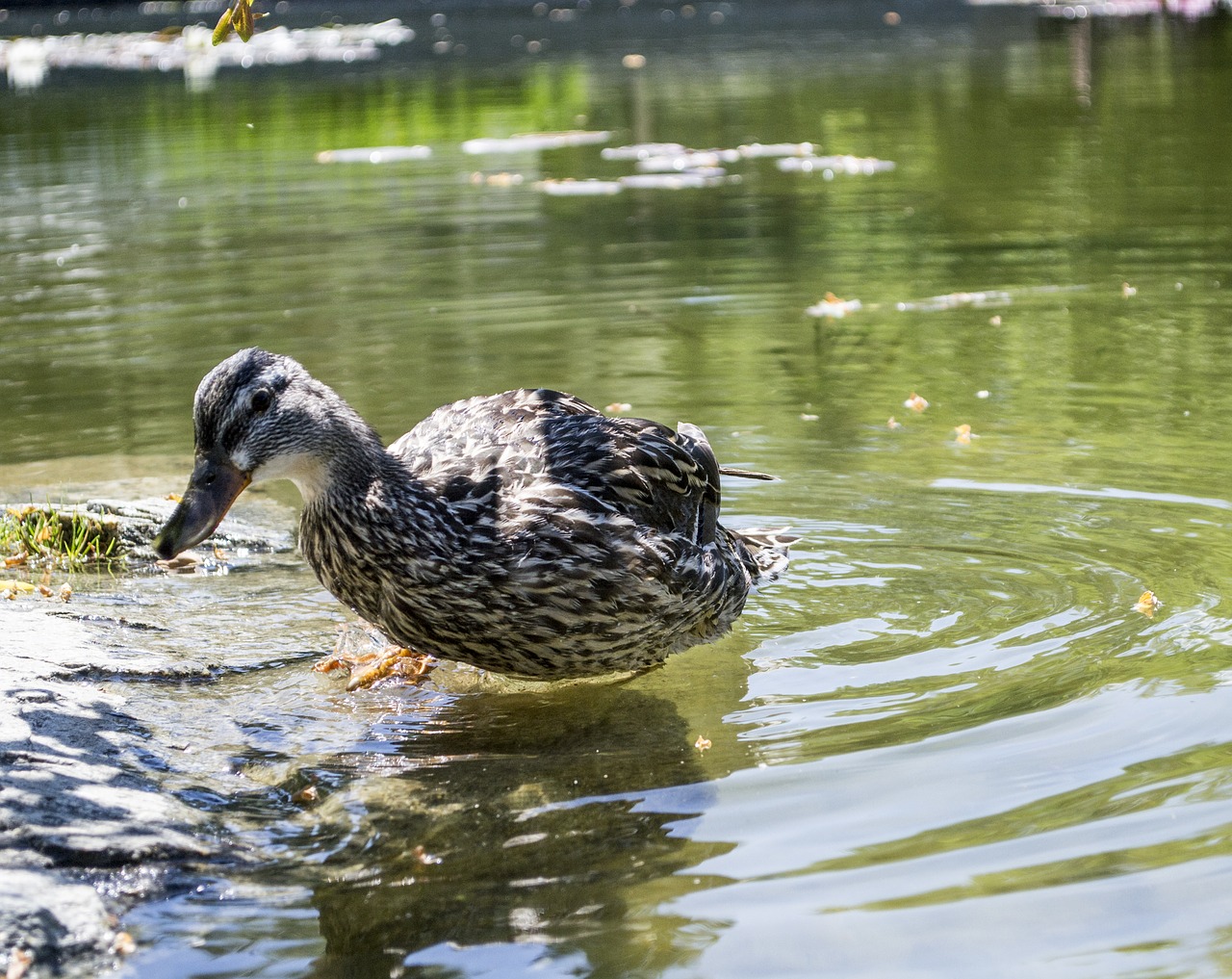 Image - duck pond water wildlife bird