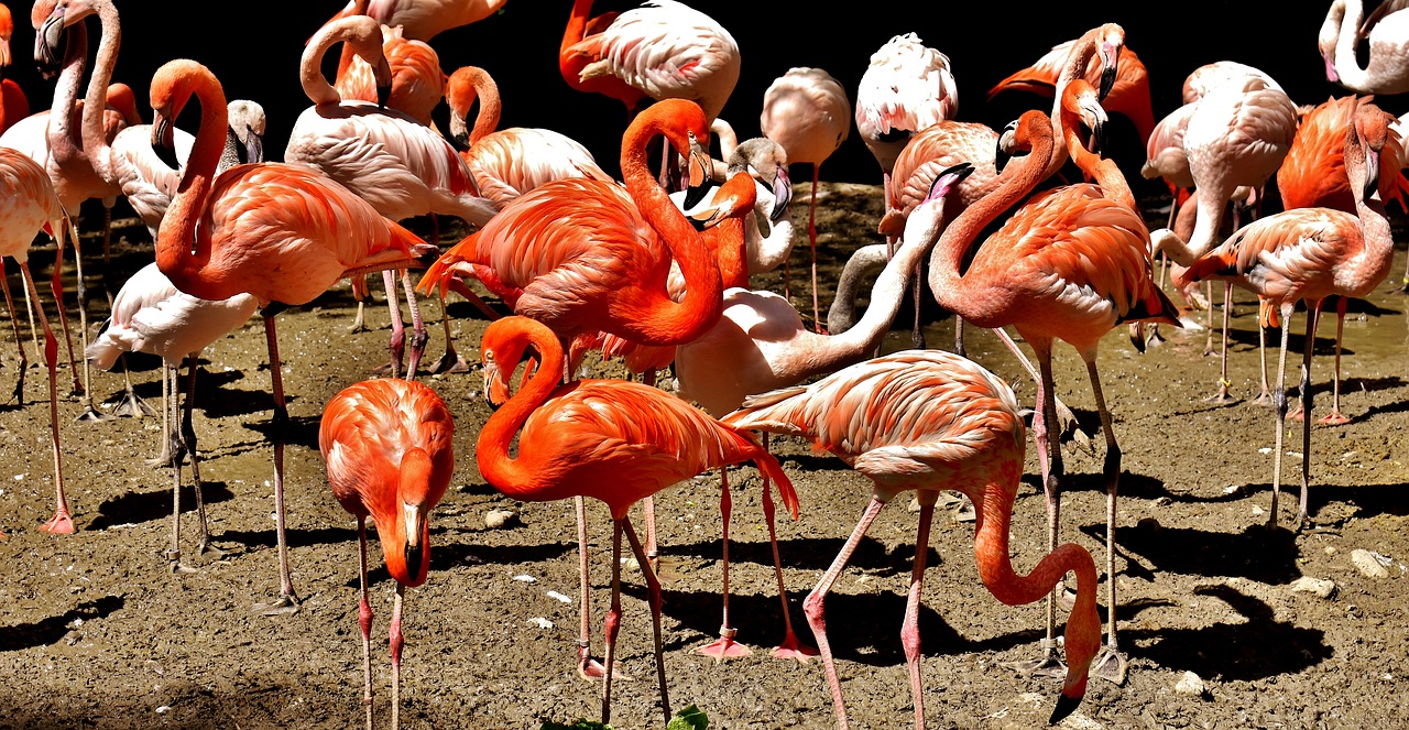 Image - flamingos birds water bird colorful