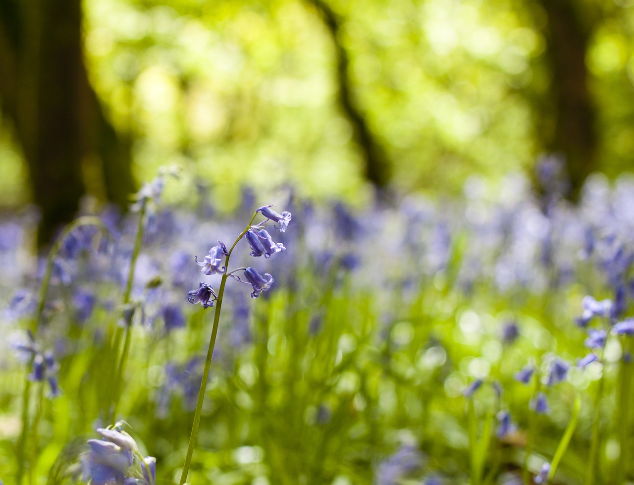 Image - bluebells flower spring nature