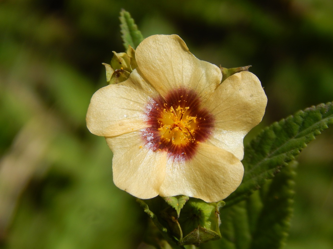 Image - flower yellow flower wild afata