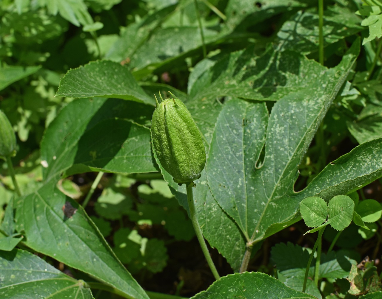 Image - passion flower vine with bud vine