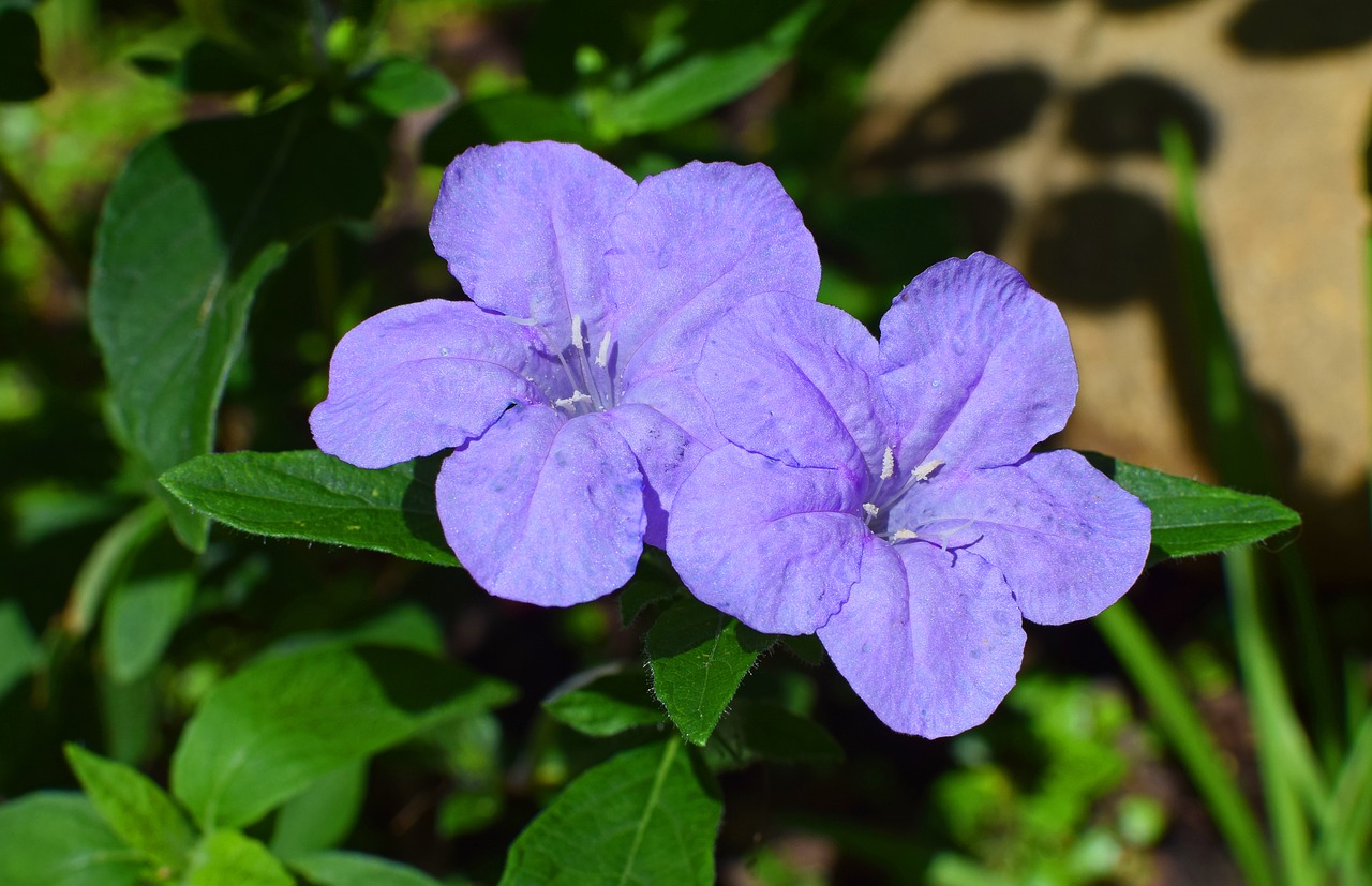 Image - wild petunia petunia nature flower