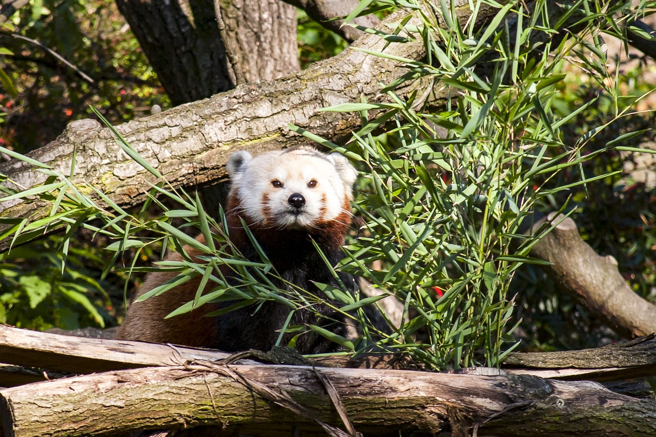 Image - red panda zoo prague panda