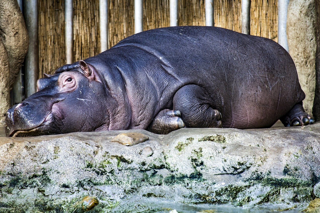 Image - hippopotamus hippo lazy zoo prague