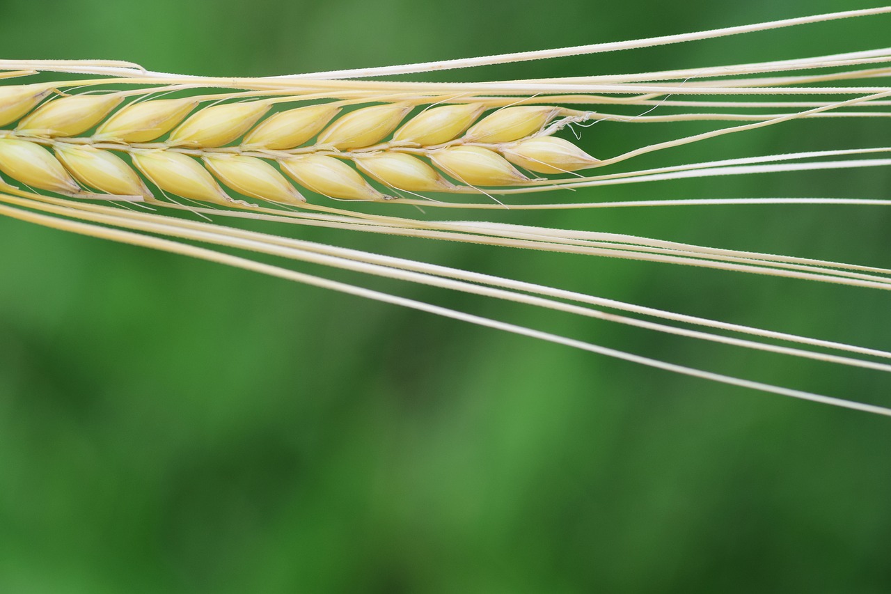 Image - barley cereals grain nature