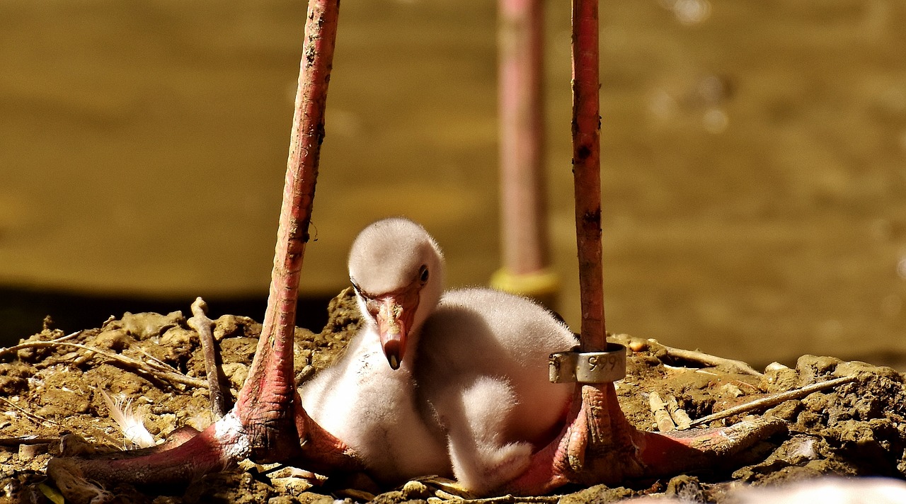 Image - flamingos chicks cute birds