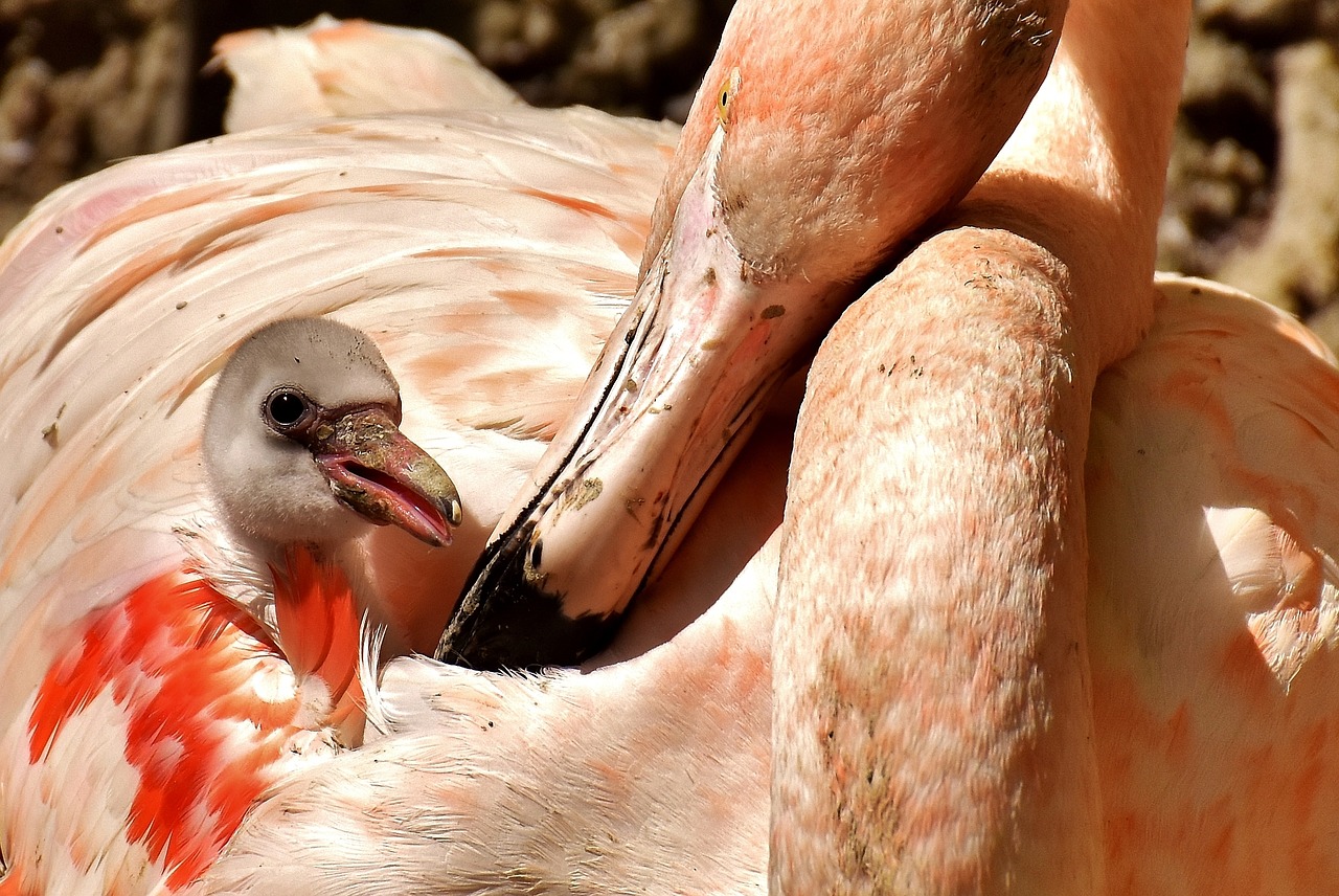Image - flamingos chicks cute birds