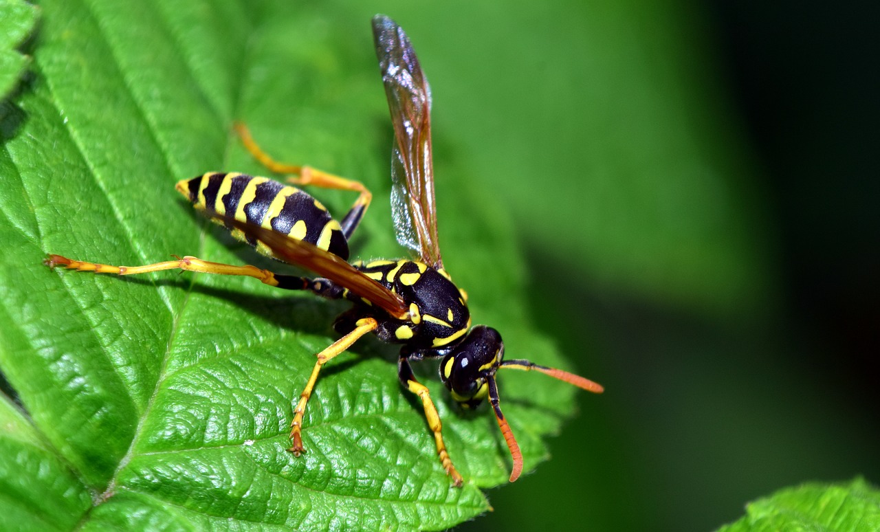 Image - wasp leaf insect nature close