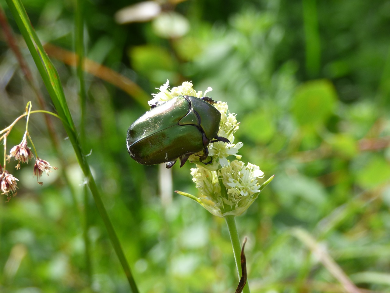 Image - chafer beetle mountain vitosha