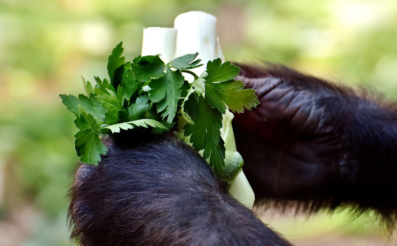 Image - gorilla hands food vegetables