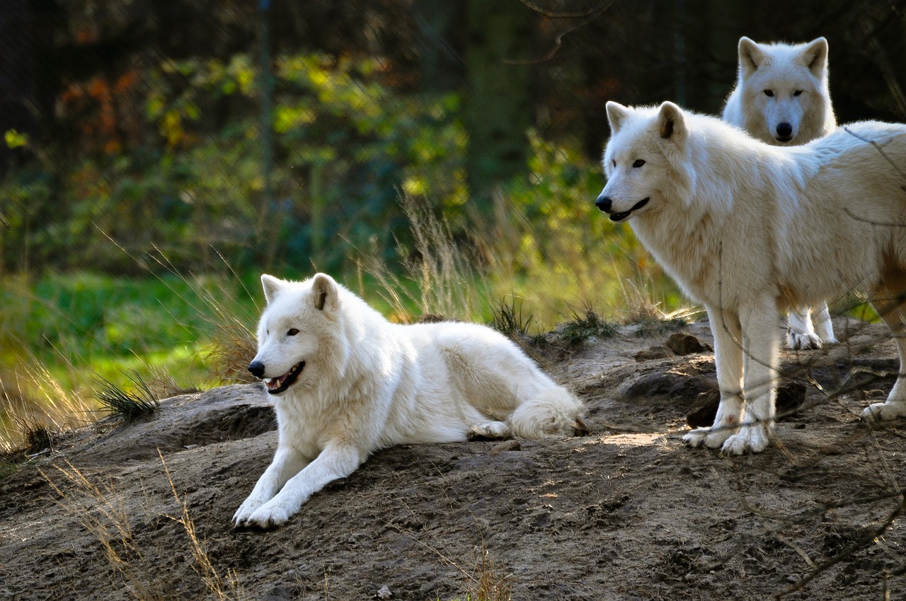 Image - polarwolf wolf zoo wilderness