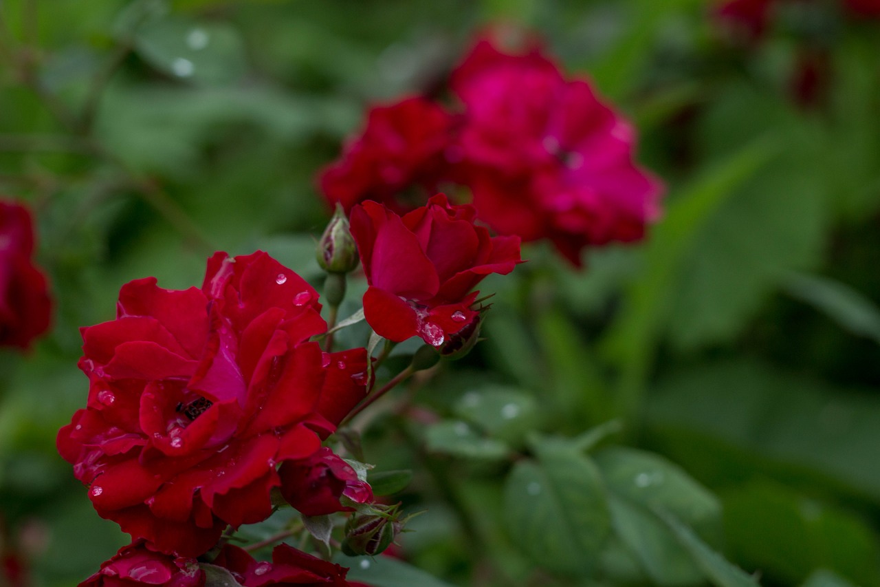 Image - flower garden nature spring summer