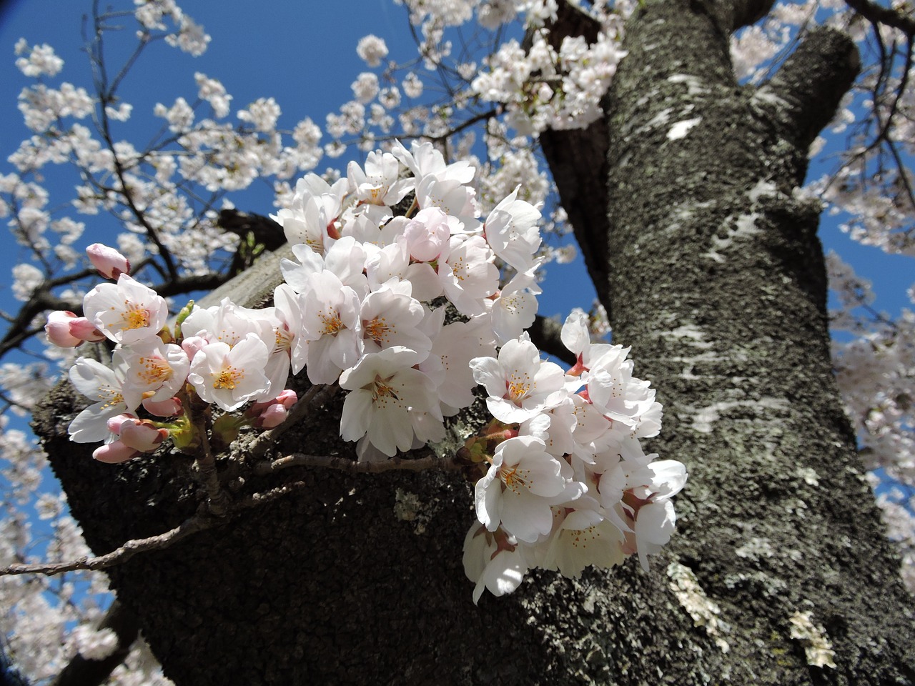 Image - japan cherry spring