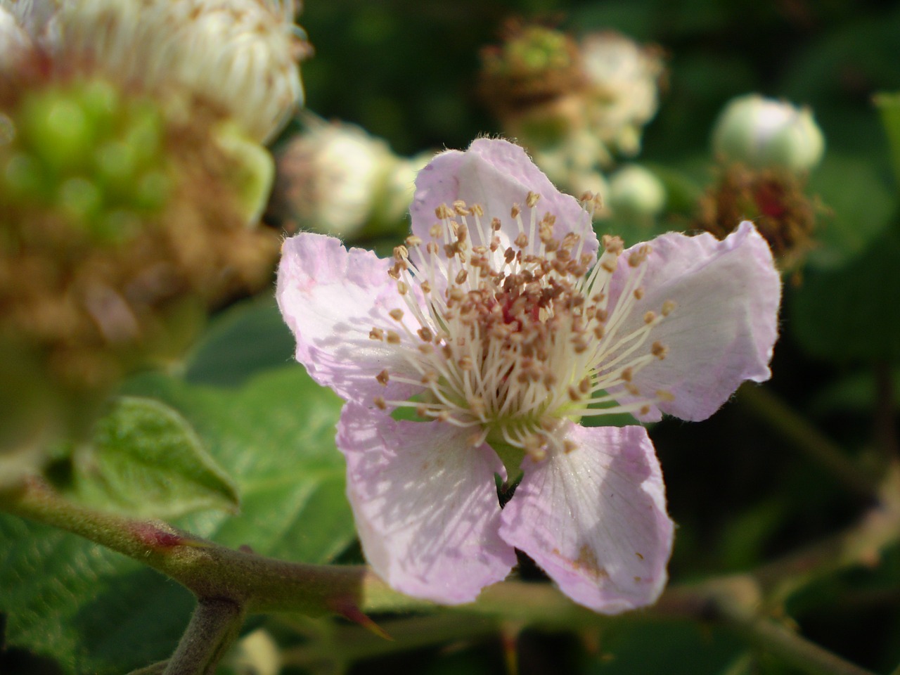 Image - flower wild blackberry rosa