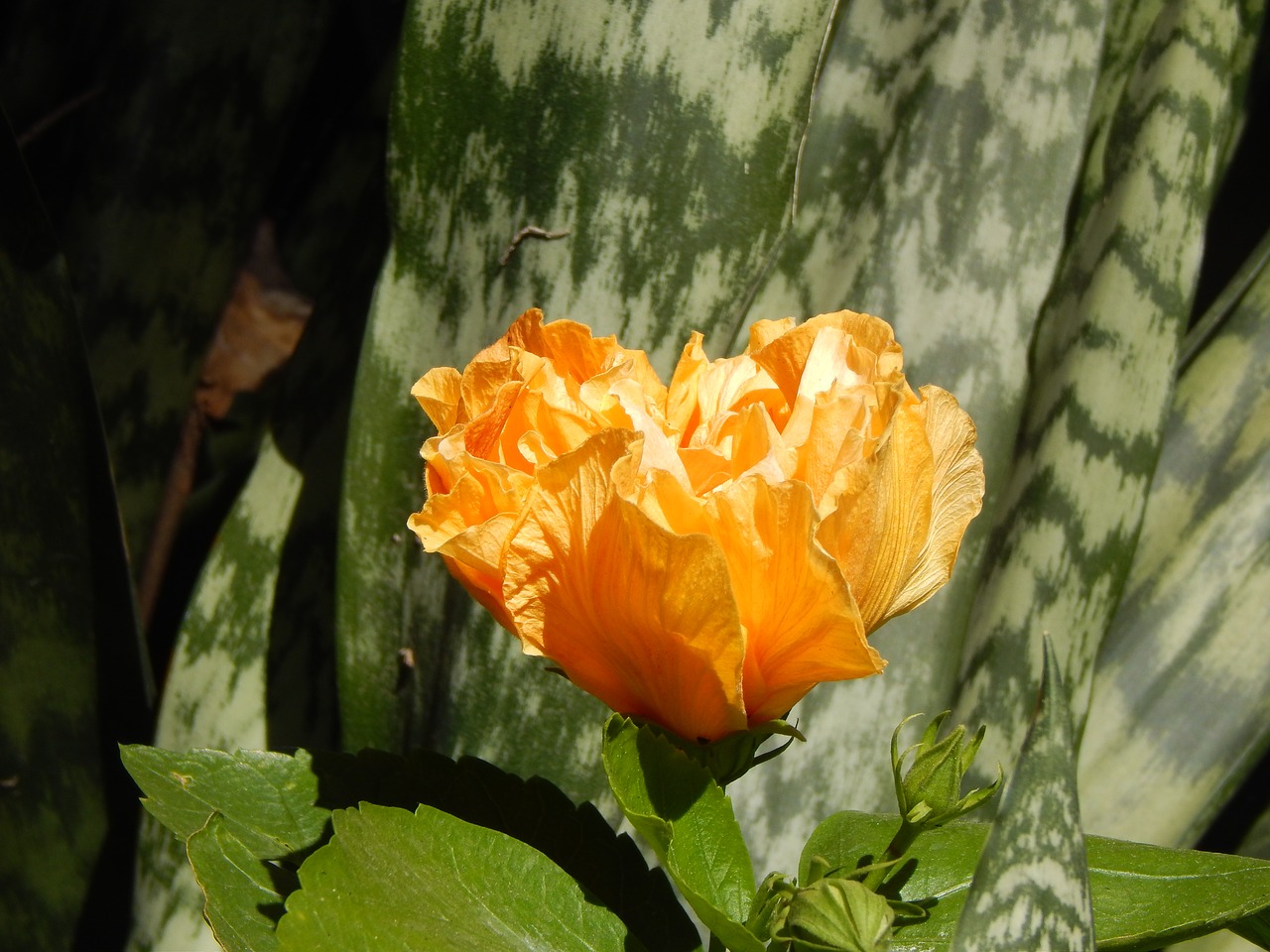 Image - yellow ibisco flower garden