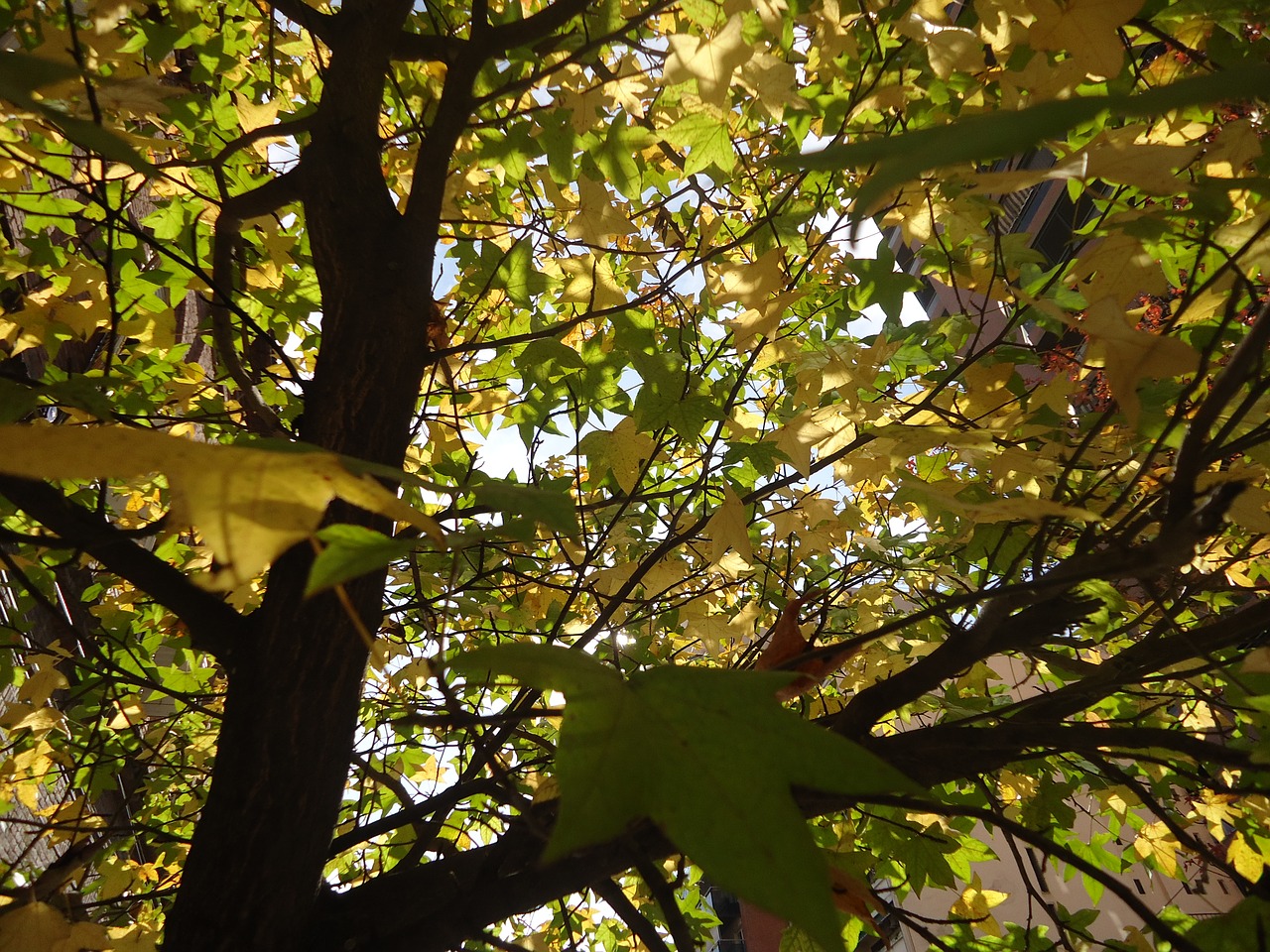 Image - tree leaves tomorrow sweetgum