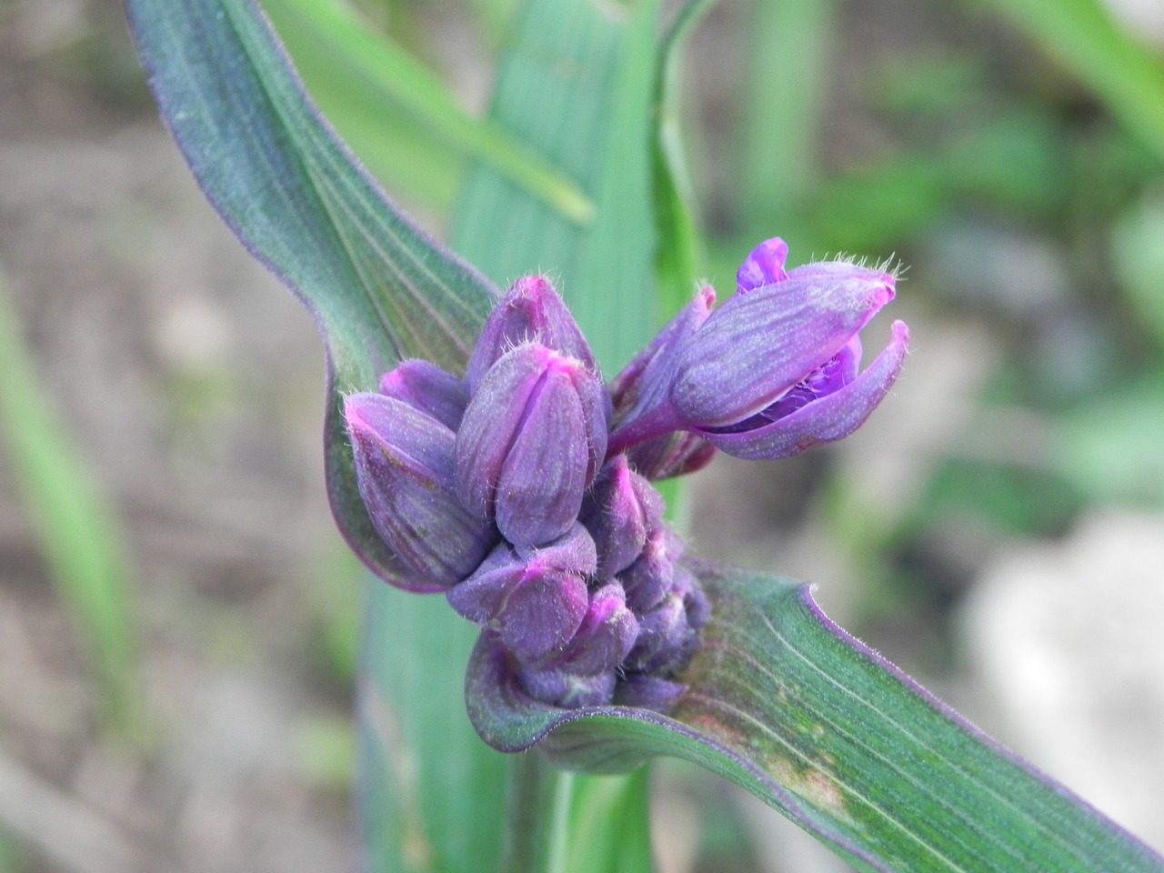 Image - purple flower flower buds wildflower