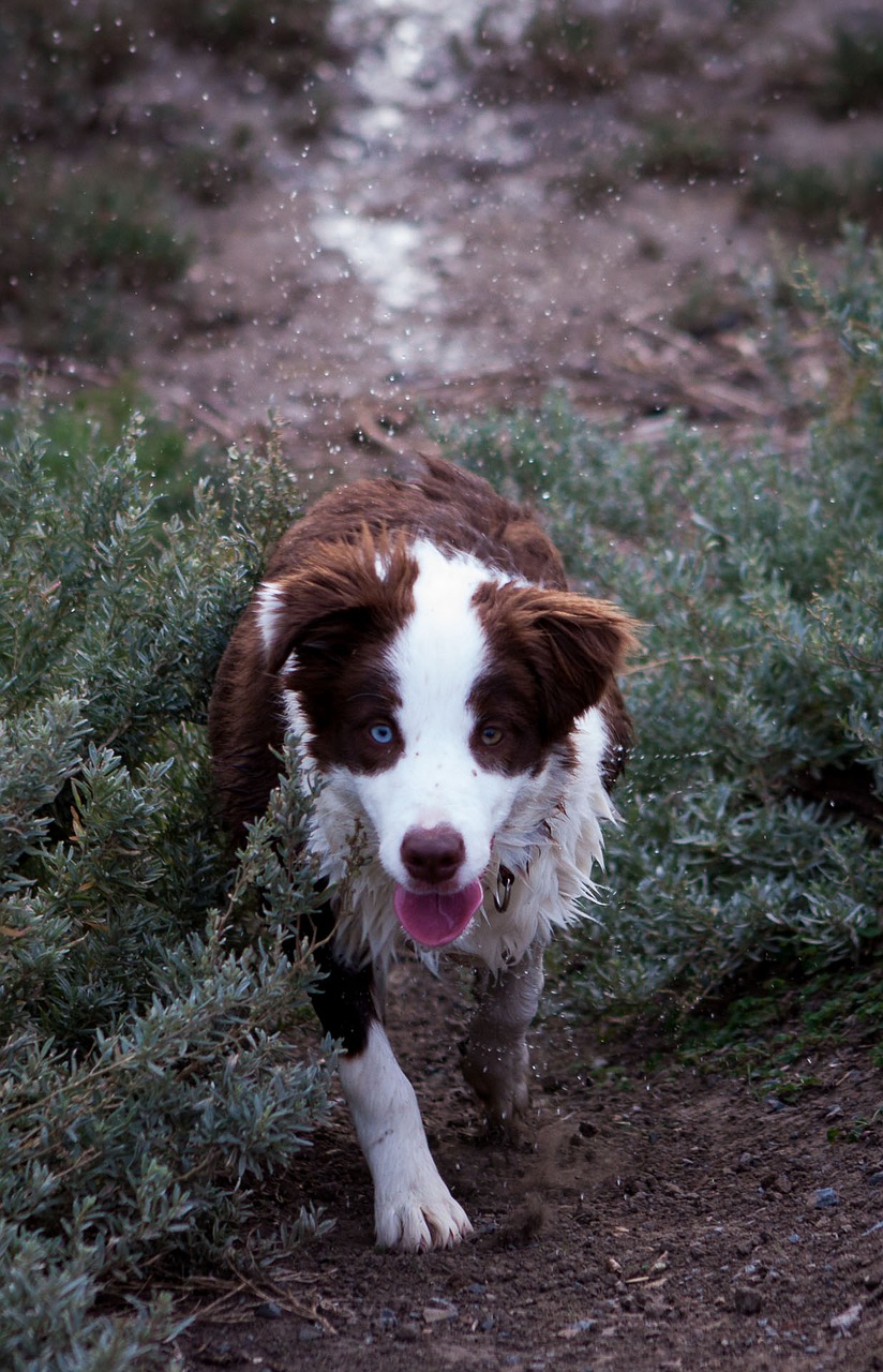 Image - border collie wet dog dog