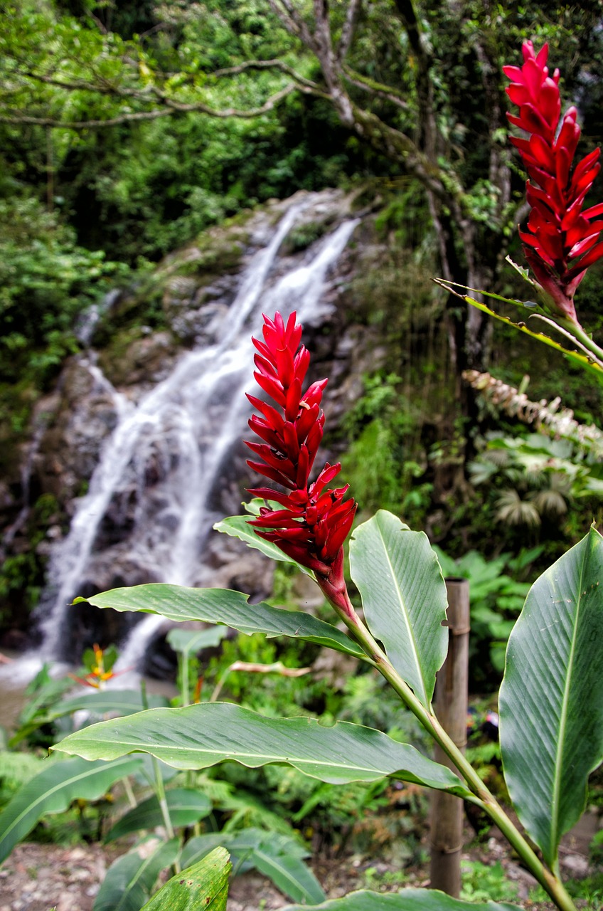 Image - colombia minca waterfall nature