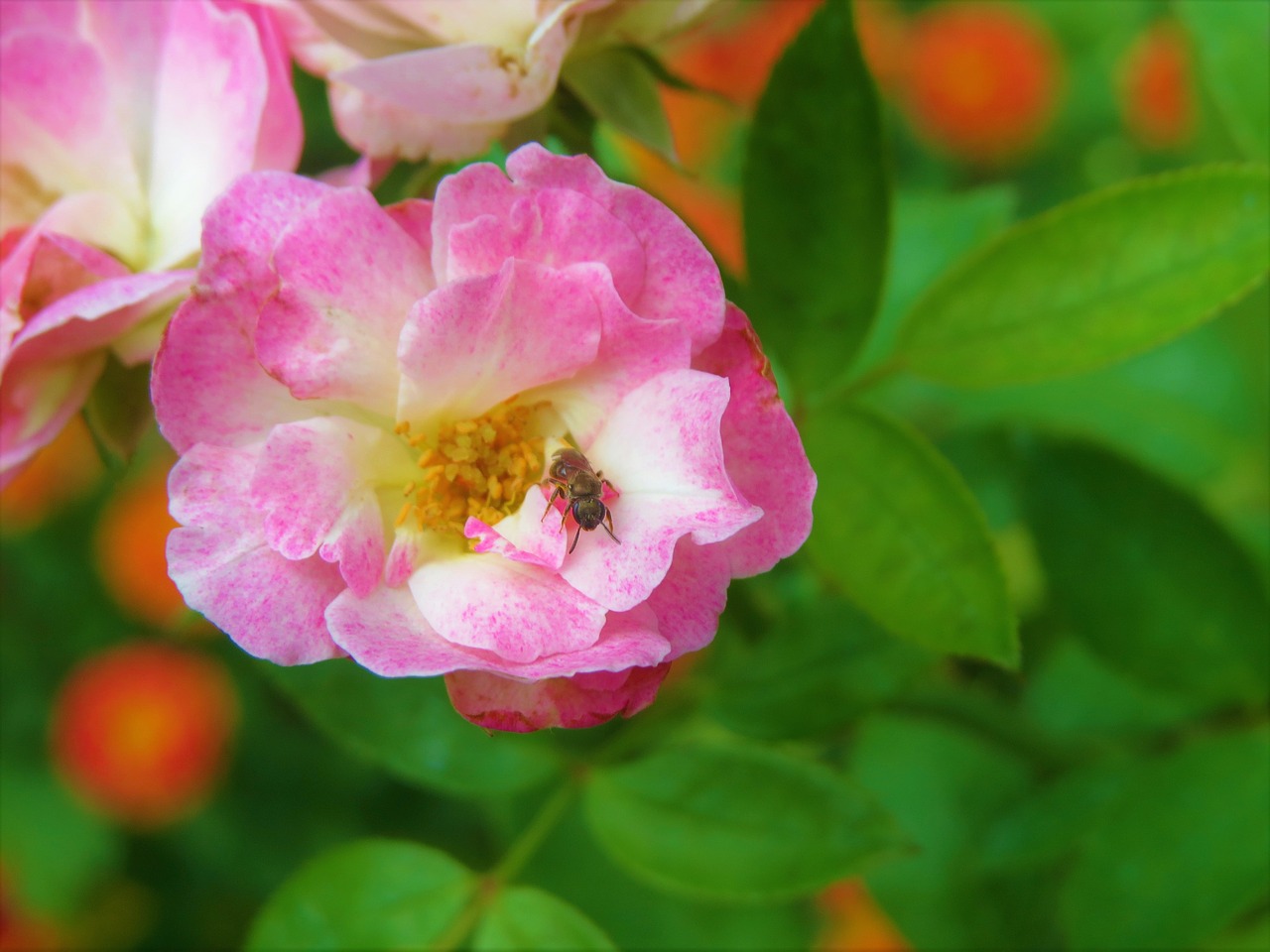 Image - rose pink flower insect green