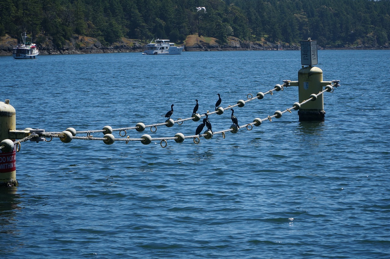 Image - cormorant cormorants birds wildlife