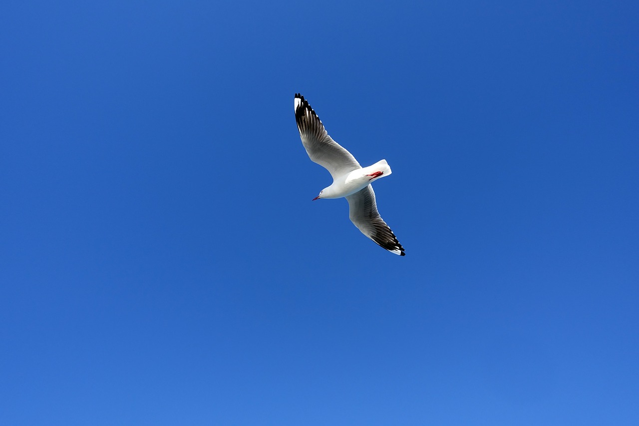 Image - seagull birds wing new seabirds