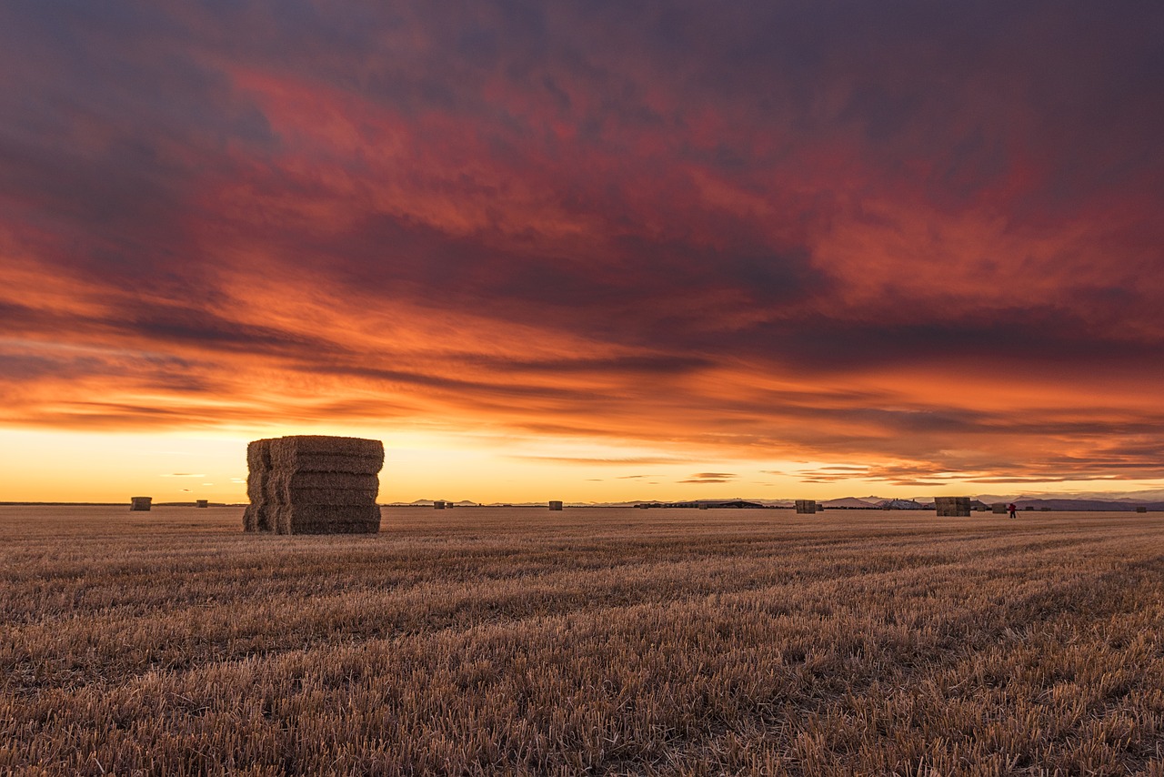 Image - field agriculture harvest village