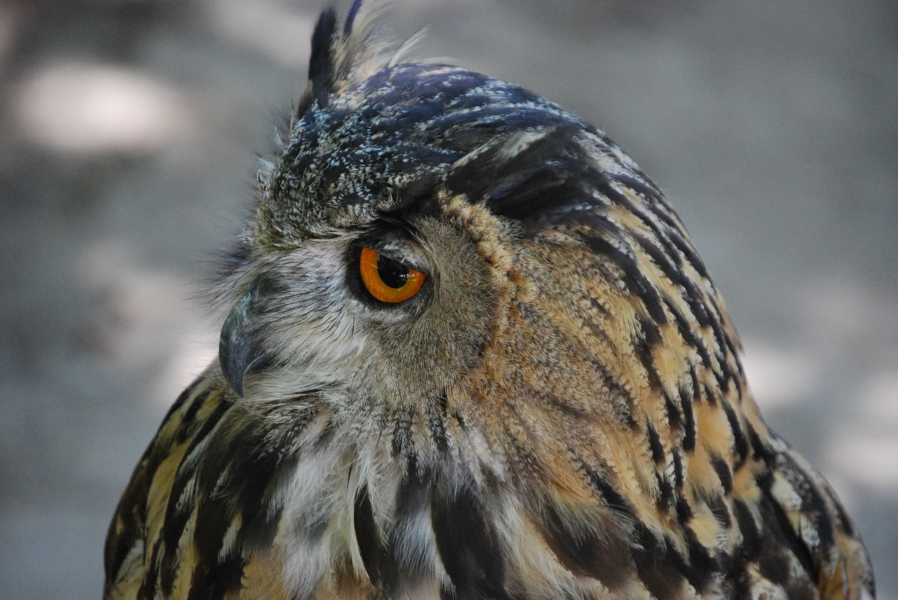 Image - owl ave bird of prey feathers