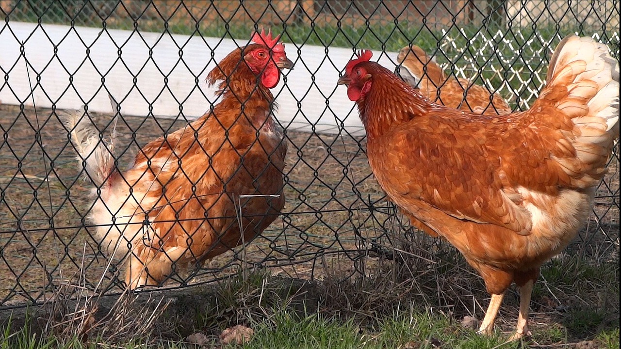 Image - hen fence casserole poulette