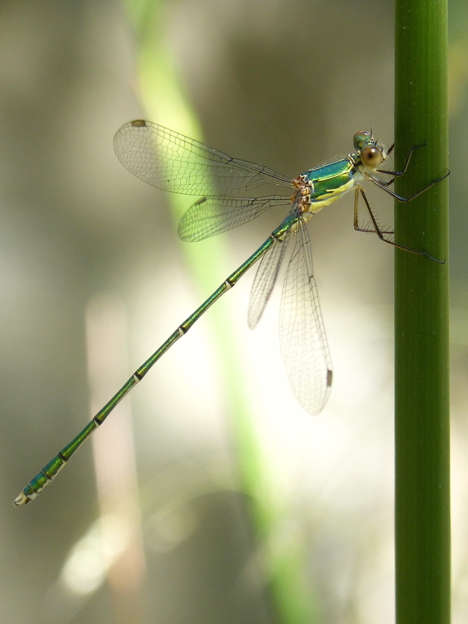 Image - dragonfly stem green dragonfly