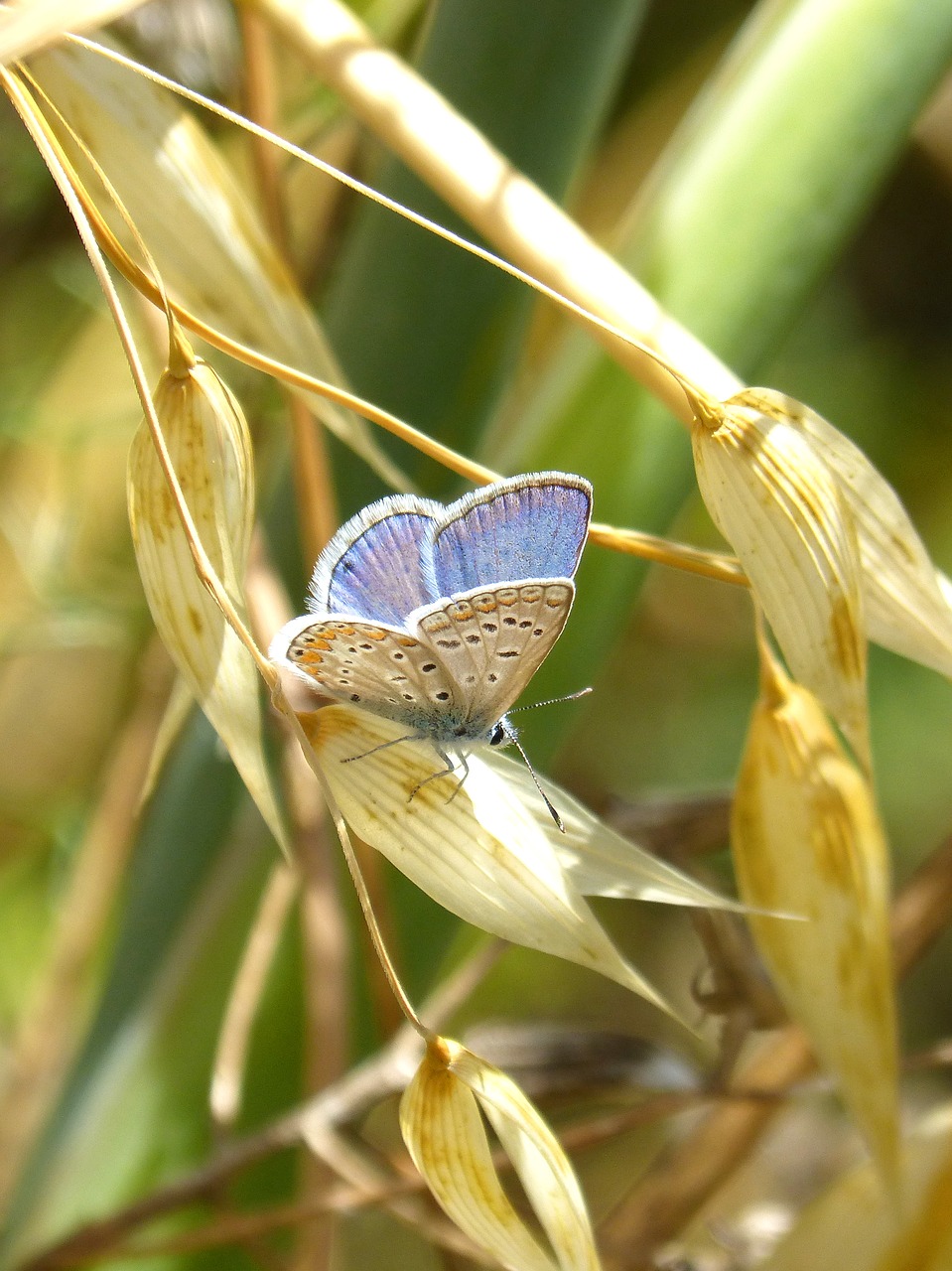 Image - blue butterfly detail