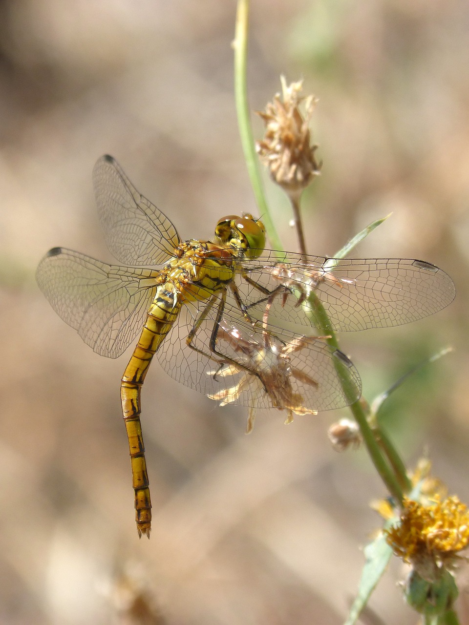 Image - yellow dragonfly sympetrum striolatum