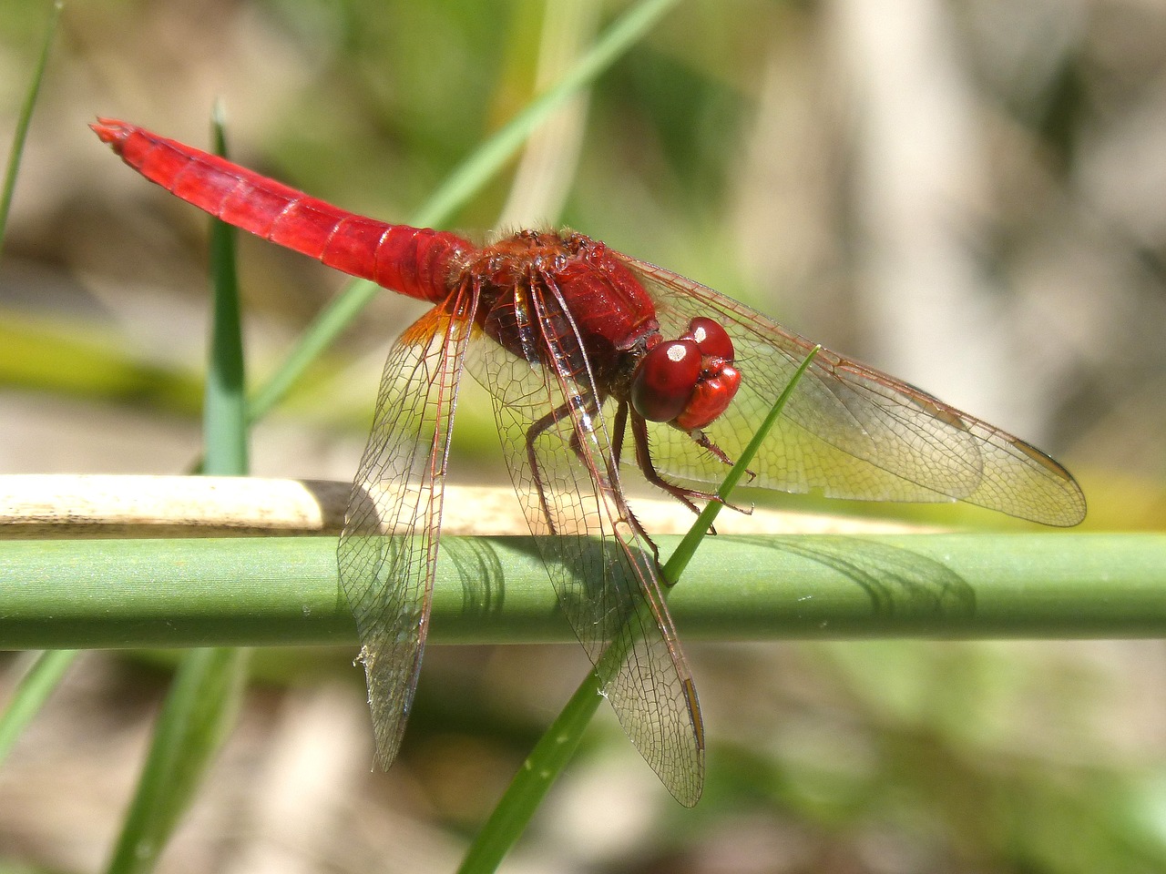 Image - red dragonfly stem