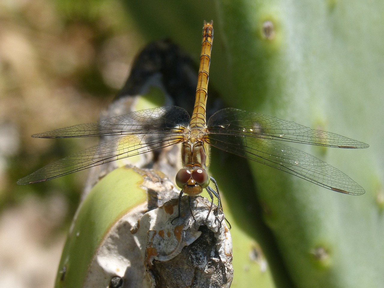 Image - yellow dragonfly sympetrum striolatum