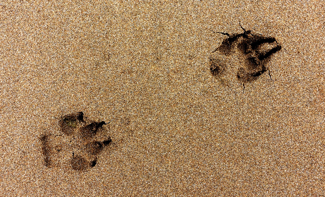 Image - paw print dog beach sand