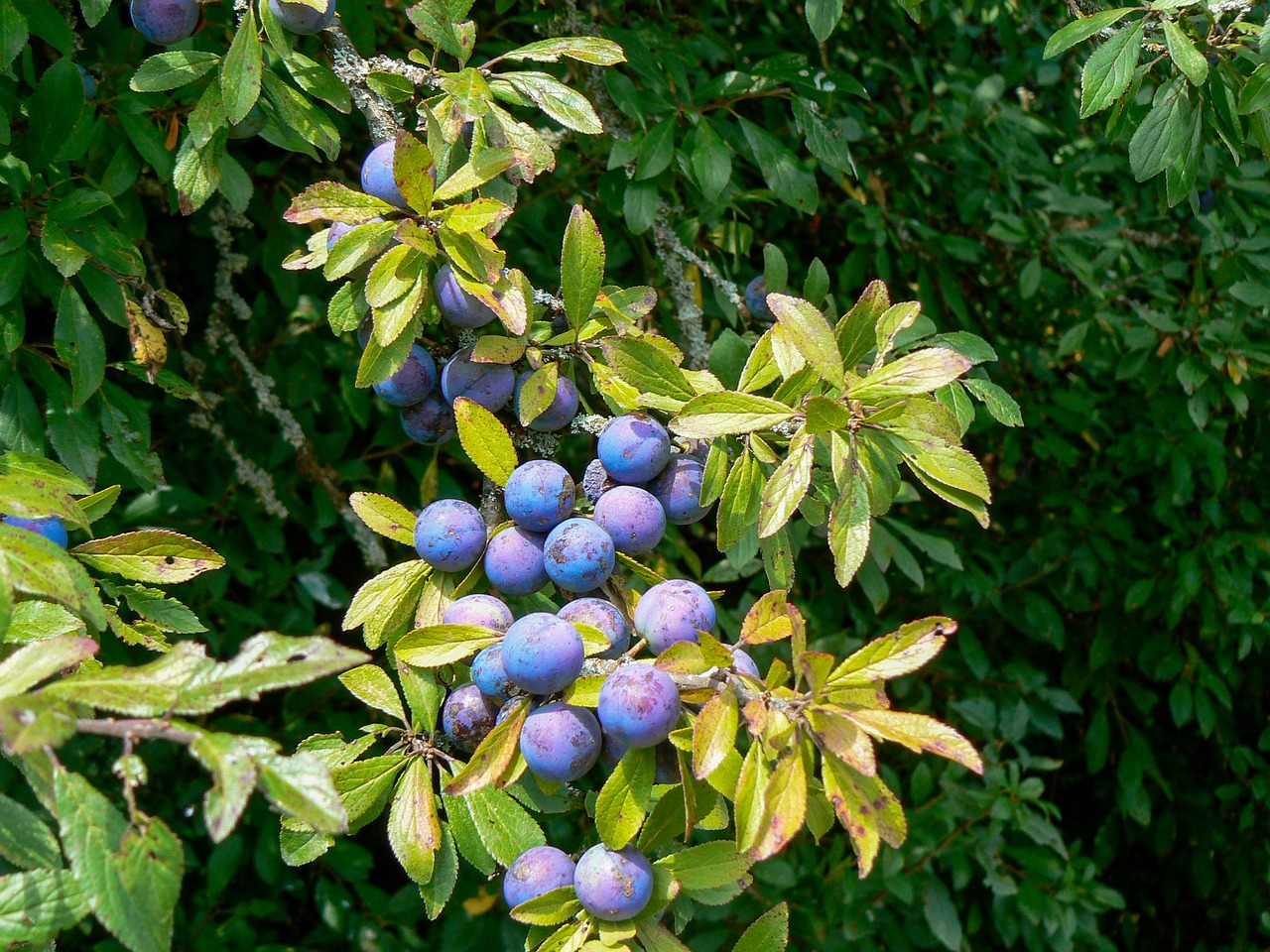 Image - fruit blueberry black berries