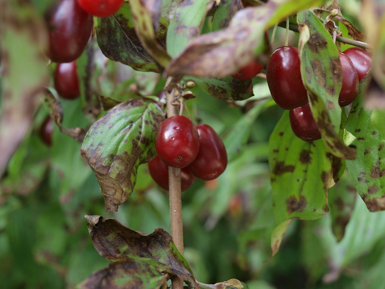 Image - fruit cornel cornus mas cherry