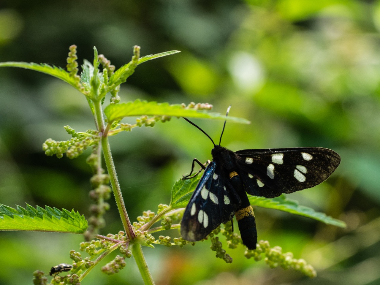 Image - nature butterfly phigeavlinder bug