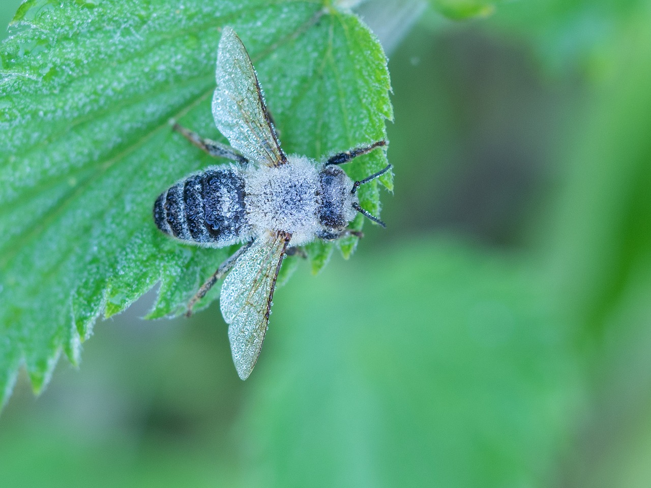 Image - nature bug fly hoverfly