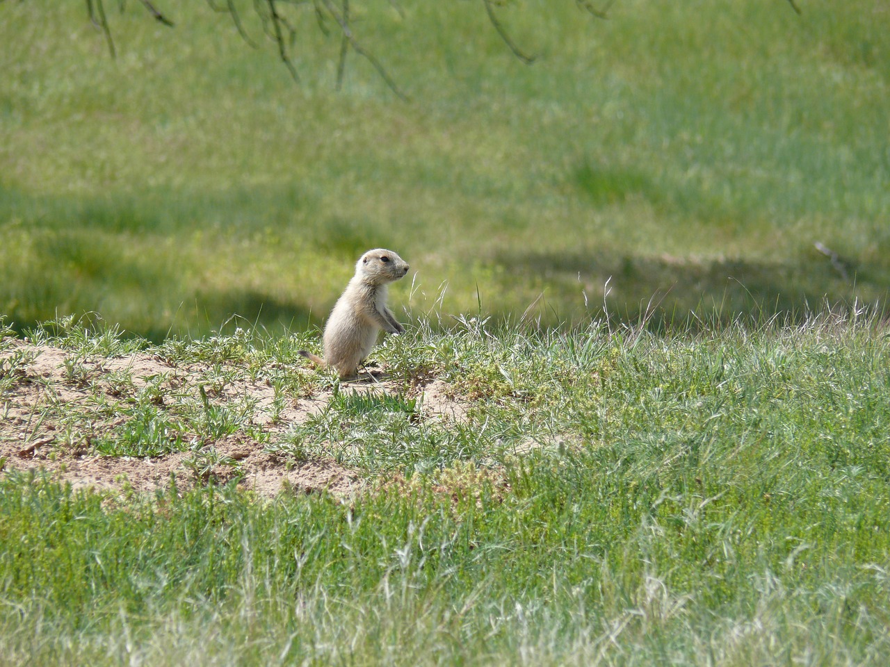 Image - prairie dog baby prairie dog