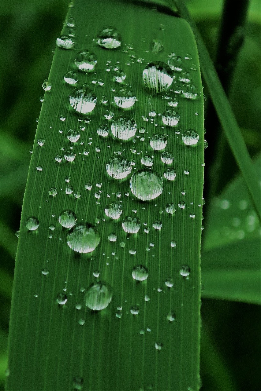 Image - raindrop dew reed p nature green