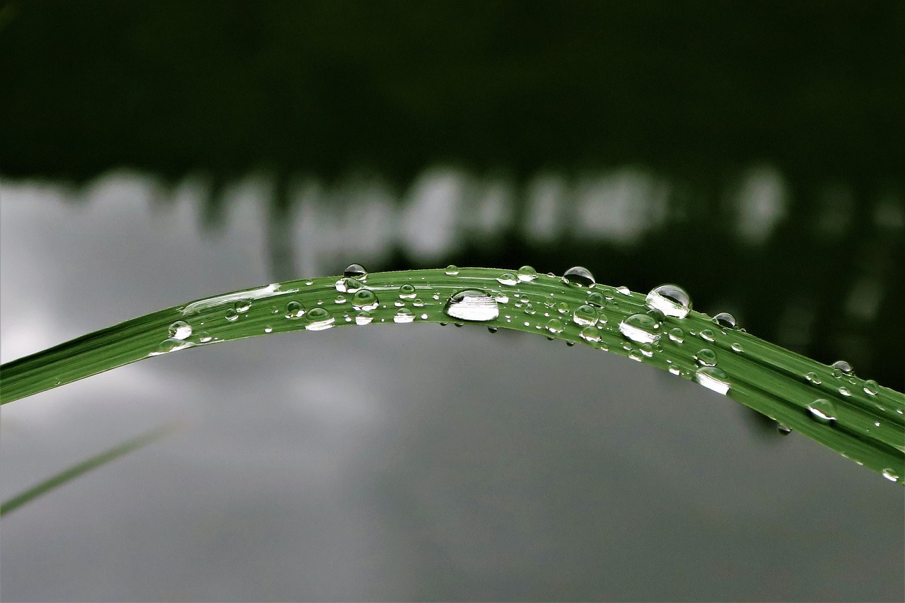 Image - raindrop dew reed nature green