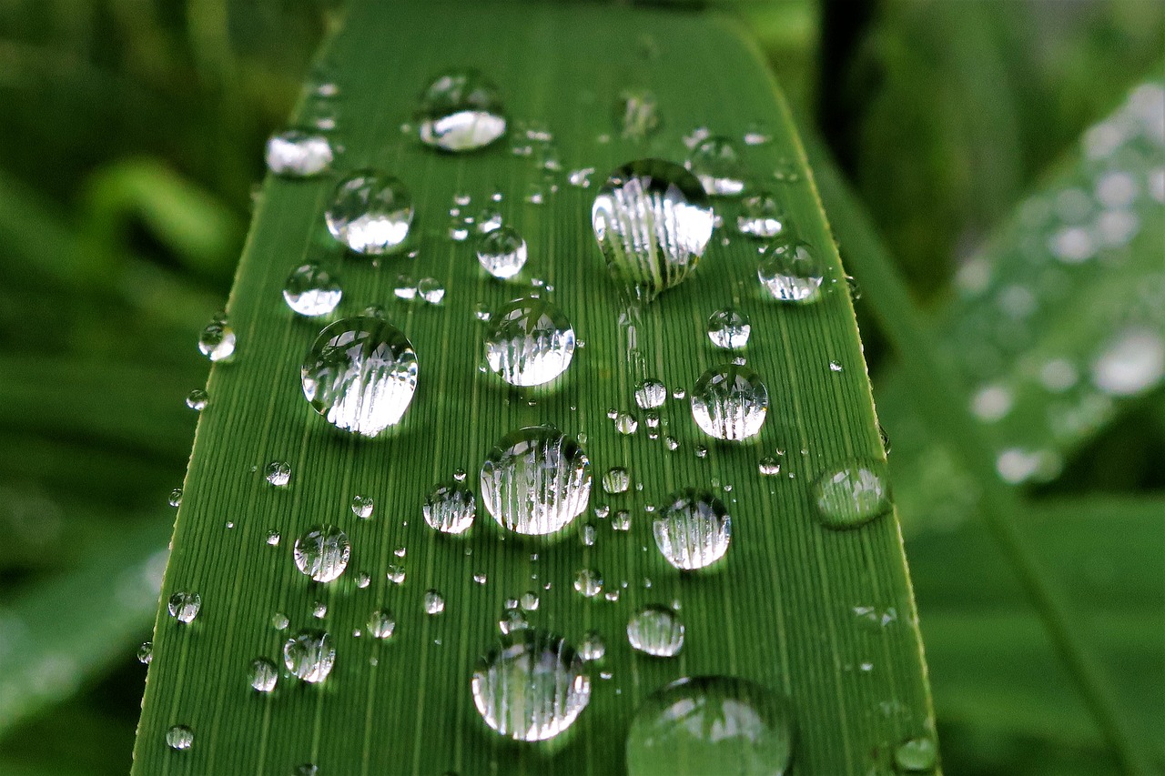 Image - raindrop dew reed p nature green