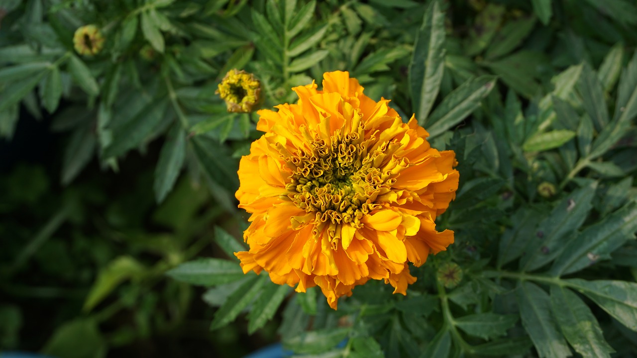 Image - flower phool plant yellow tesu