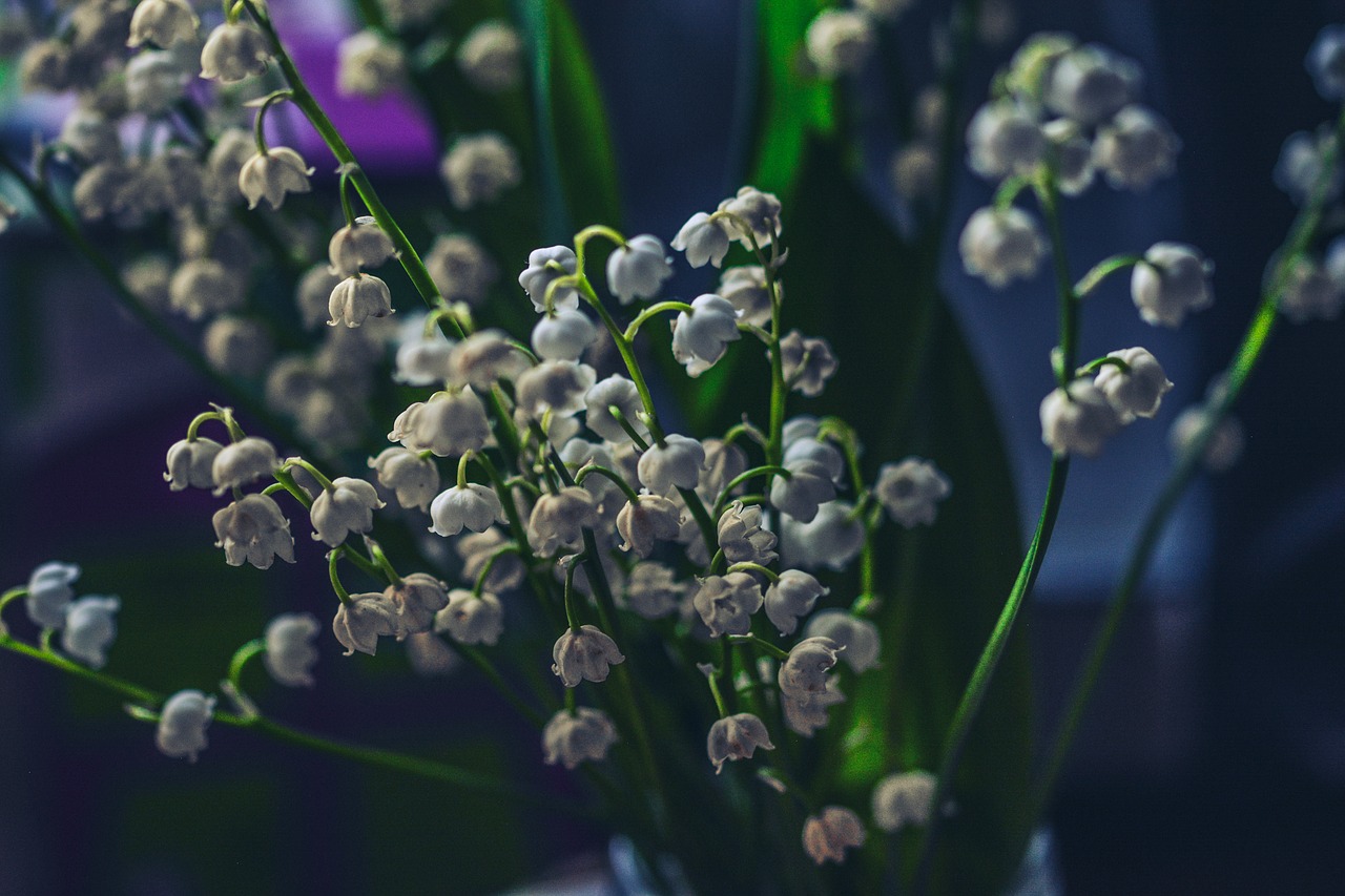 Image - lily of the valley dark night