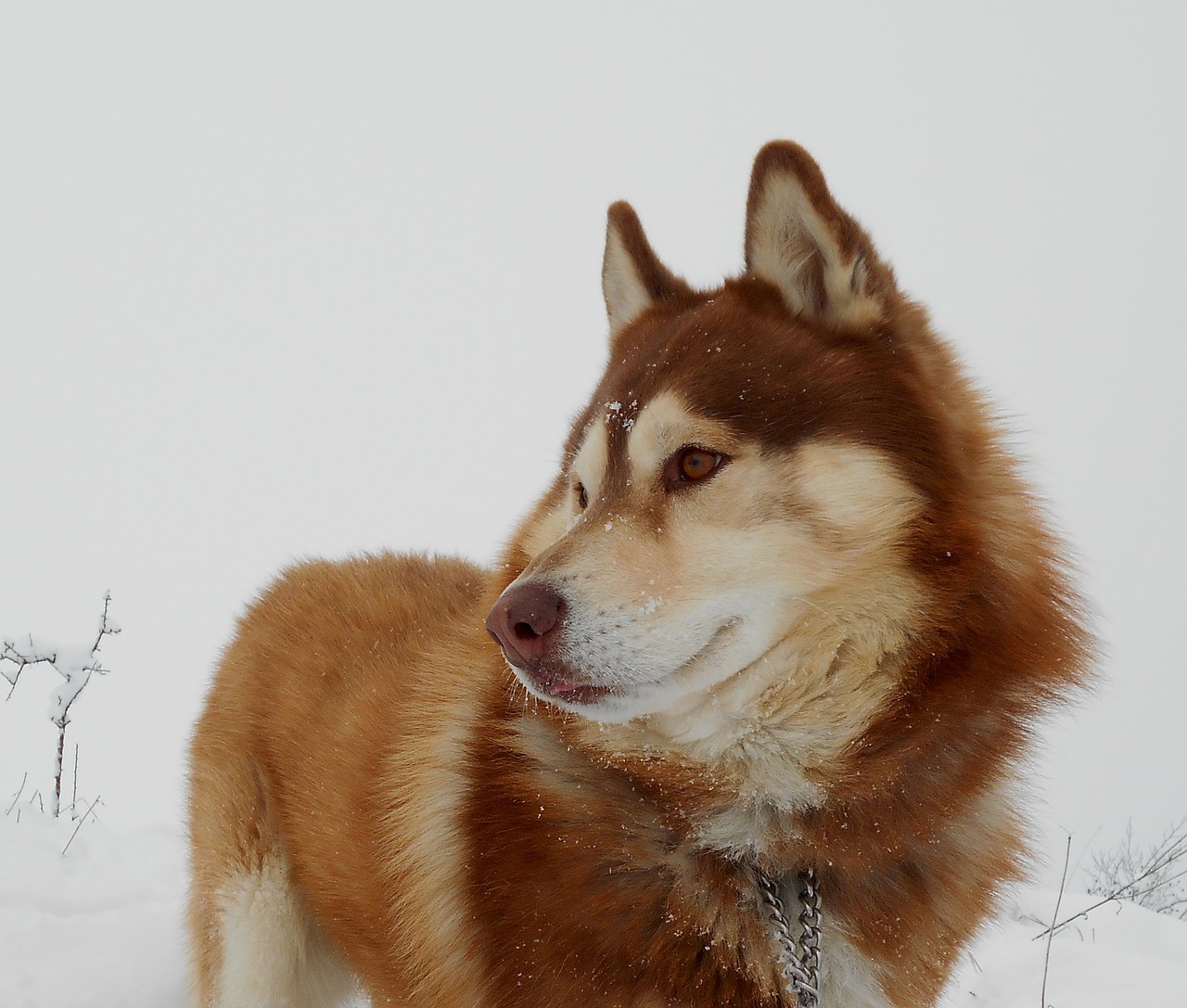 Image - siberian husky dog pet friend