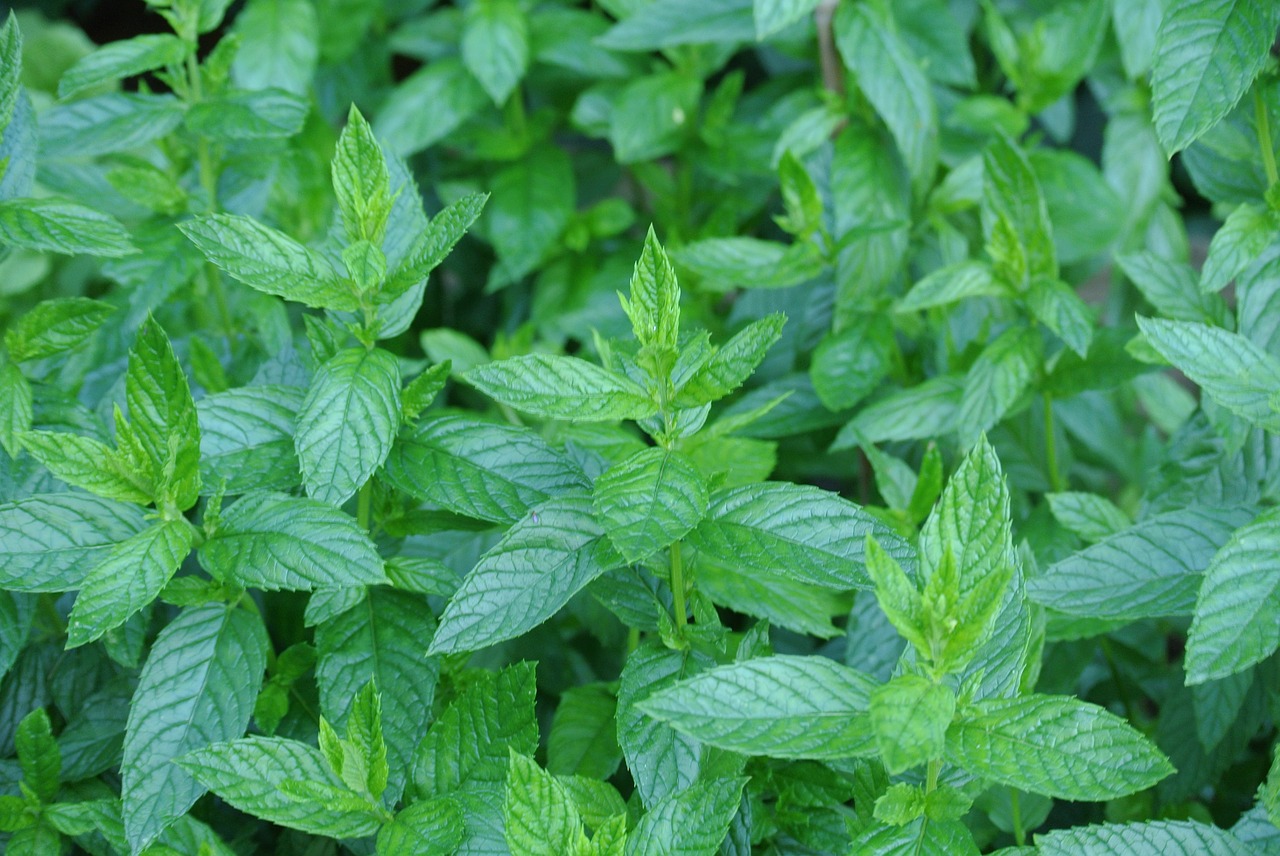 Image - mint herbs tee nature leaves