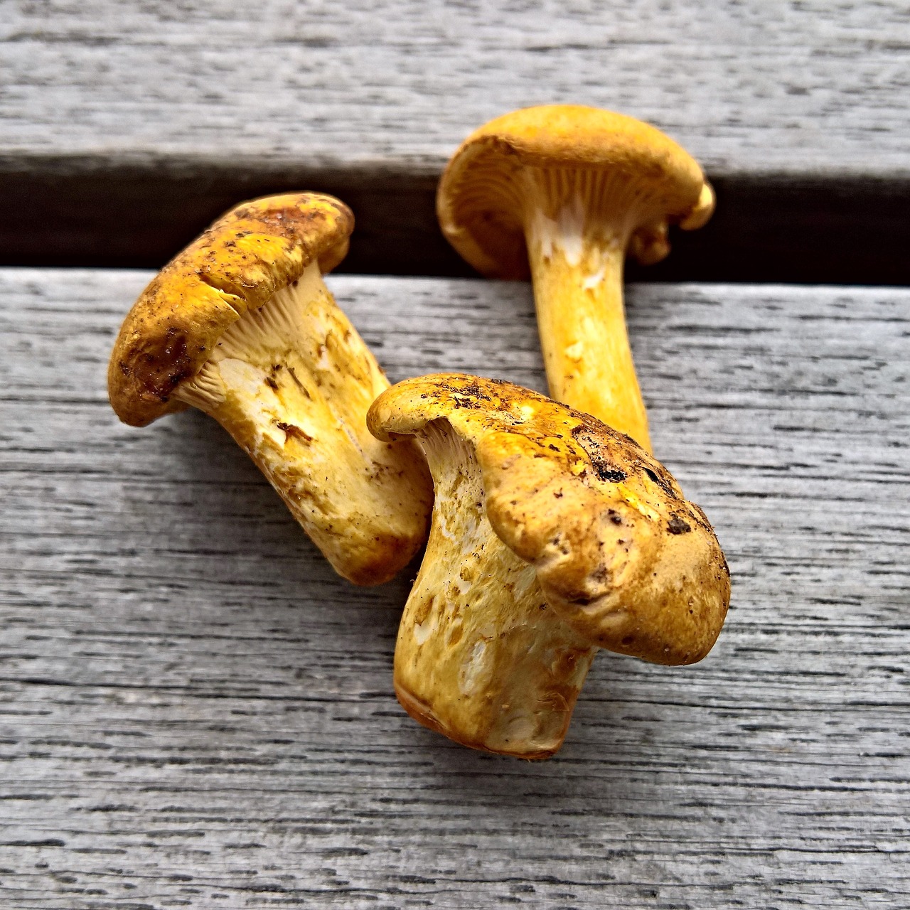 Image - mushrooms chanterelles