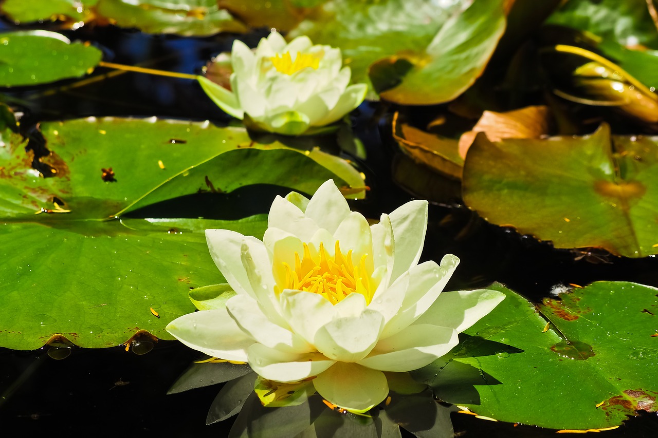 Image - water lilies roses nuphar pond