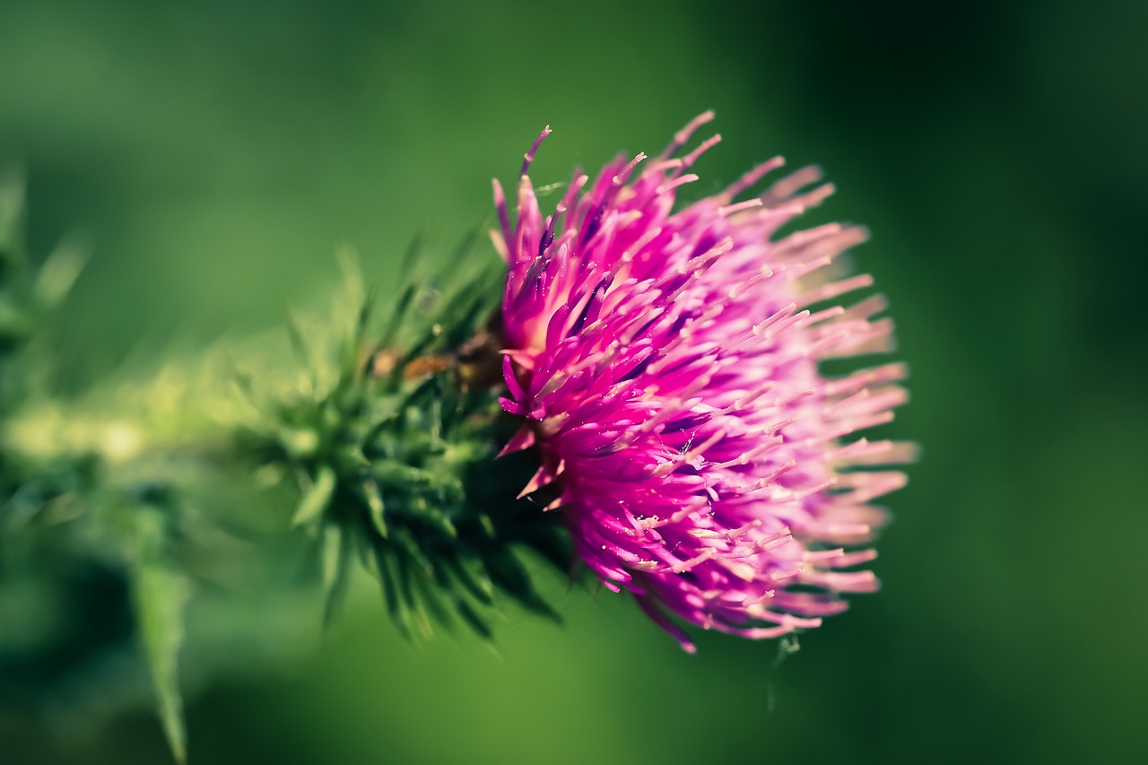 Image - thistle blossom bloom prickly